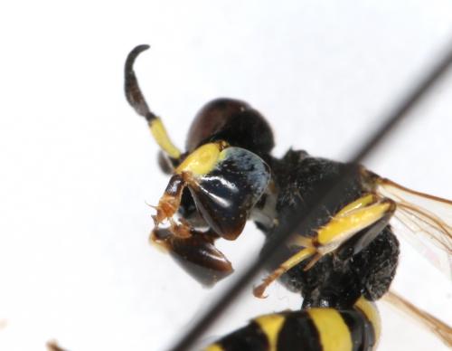 Crabro peltarius